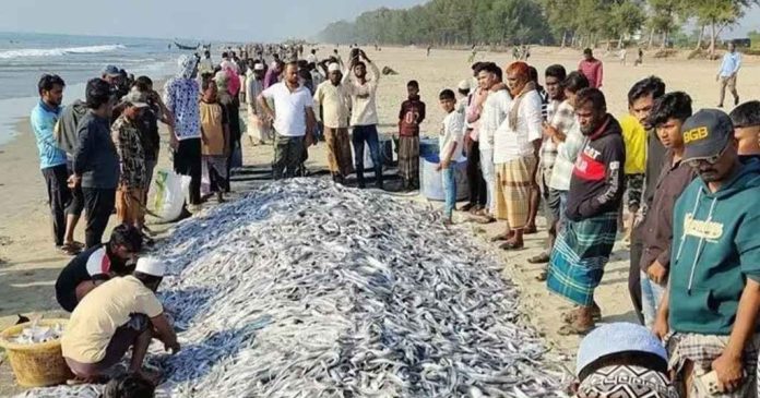 fish_20260111_124929349