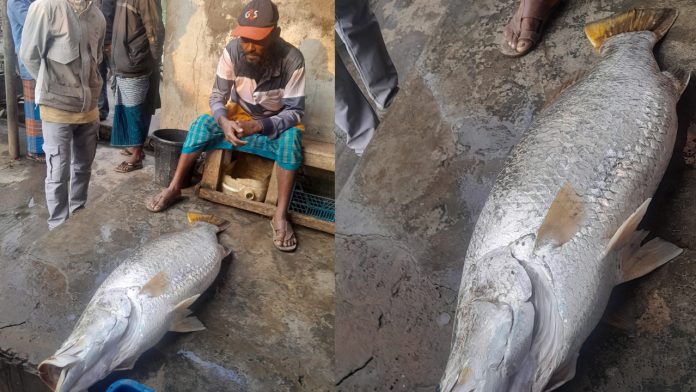 kiral-fish-20260221161622 (1)